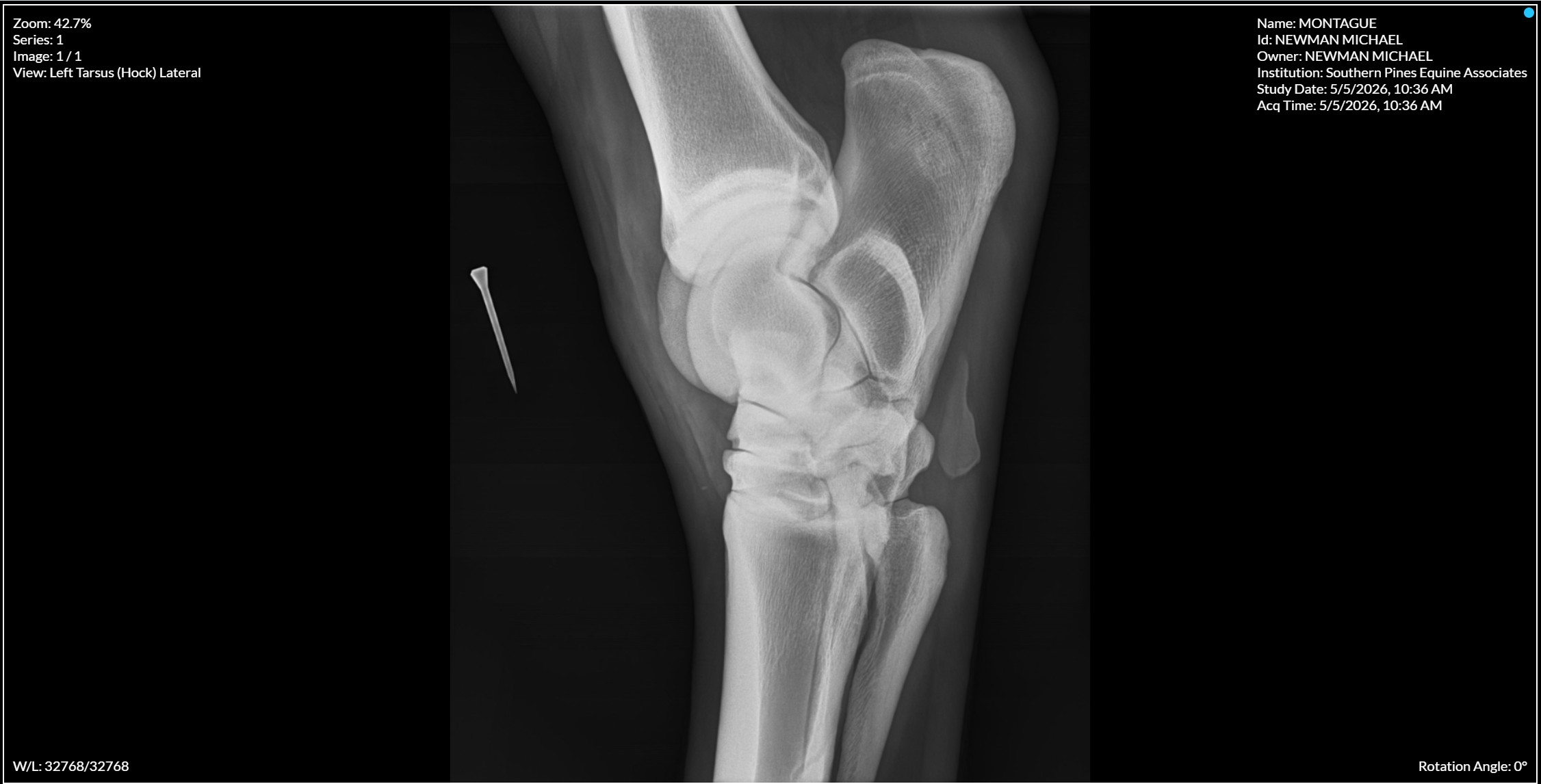 Left Tarsus Hock Lateral